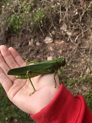 Tropidacris cristata grandis
