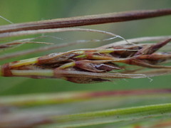 Schoenus graciliculmis