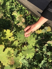 Macleaya