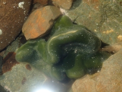 Codium convolutum