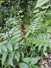 Orobanche reticulata