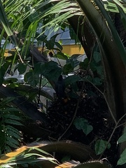 Acridotheres javanicus