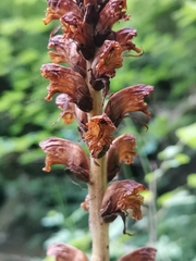 Orobanche reticulata