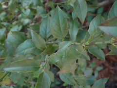 Halleria lucida