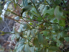 Halleria lucida