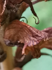 Orobanche reticulata