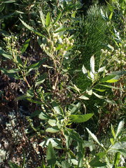 Nidorella ivifolia