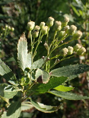 Nidorella ivifolia