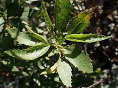 Nidorella ivifolia