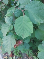 Corylus avellana