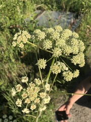 Cnidium cnidiifolium