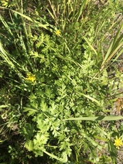 Cnidium cnidiifolium