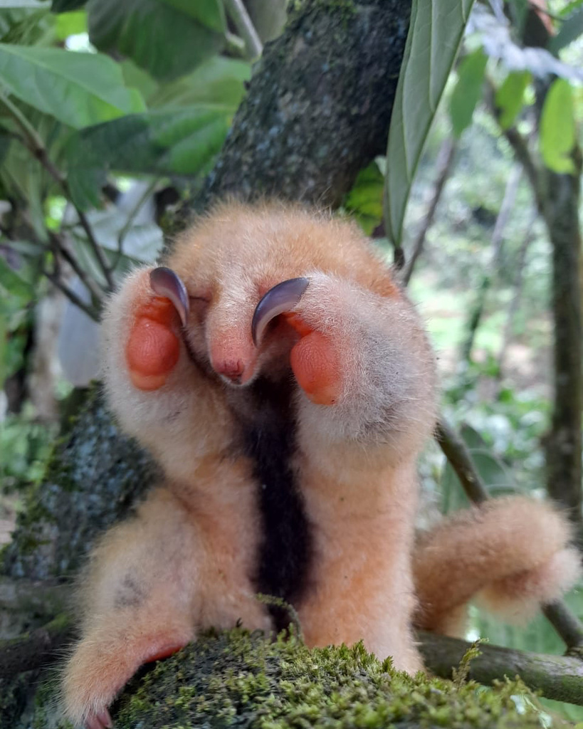 Northeastern Silky Anteater from Trinidad, Trinidad and Tobago, TT on