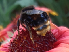 Bombus rupestris