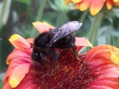 Bombus rupestris