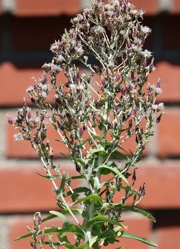 photo of Prickly Lettuce (Lactuca serriola)