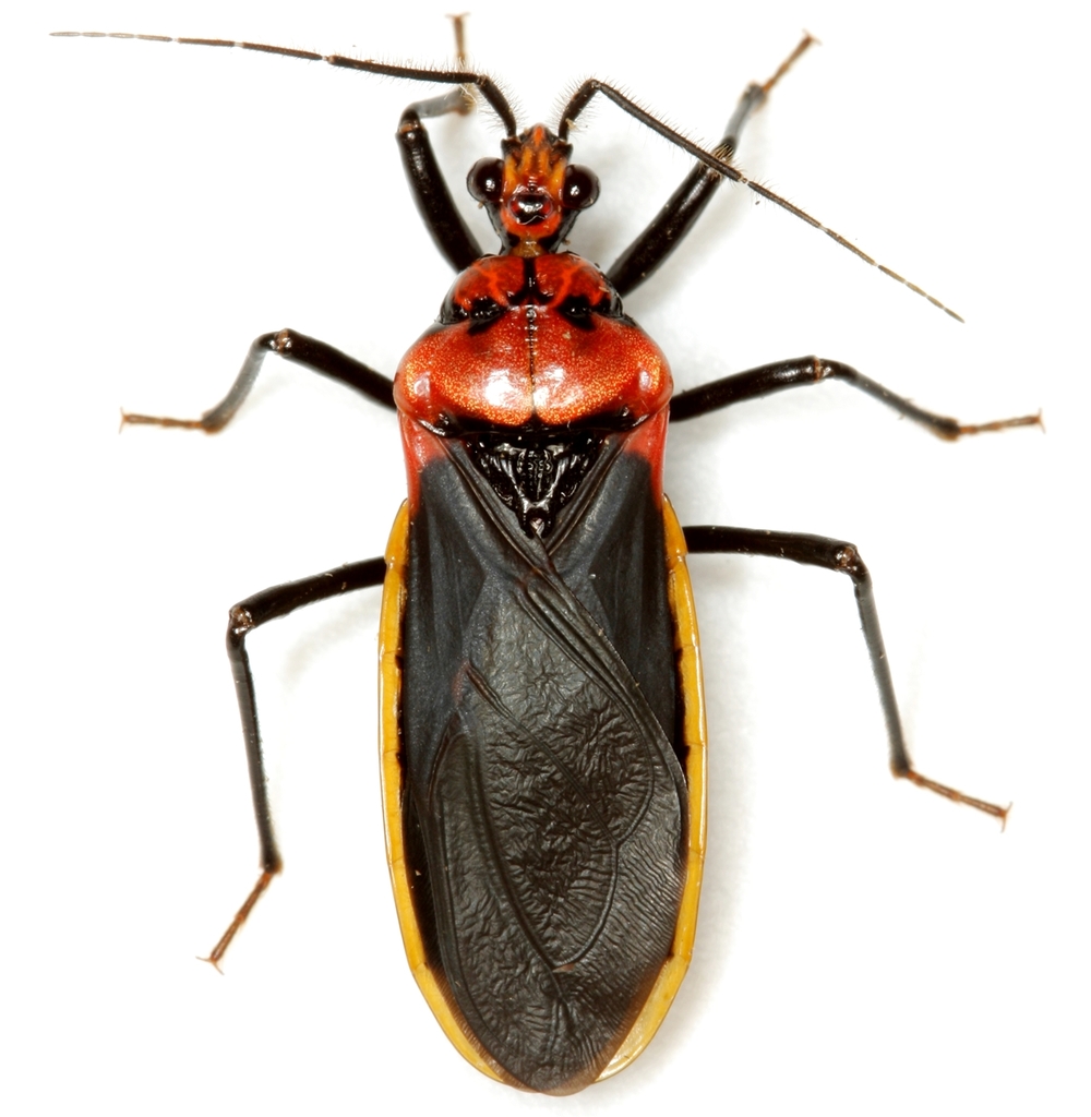 Rhiginia cinctiventris