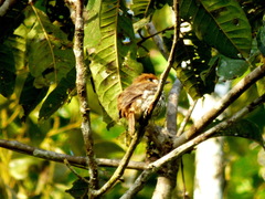 Micromonacha lanceolata