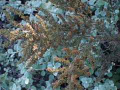 Erica leucopelta