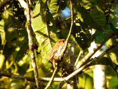 Micromonacha lanceolata