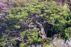 Nothofagus betuloides
