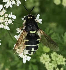 Stratiomys badia