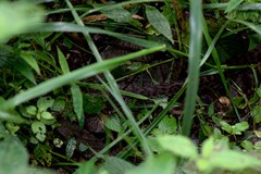 Gloydius himalayanus