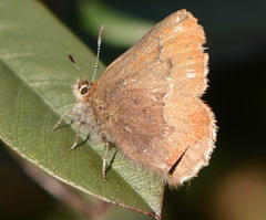 Callophrys augustinus iroides