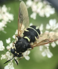 Stratiomys badia