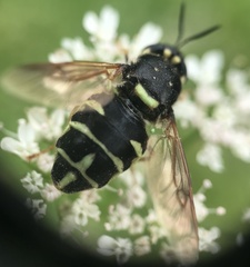 Stratiomys badia