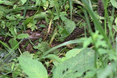 Gloydius himalayanus