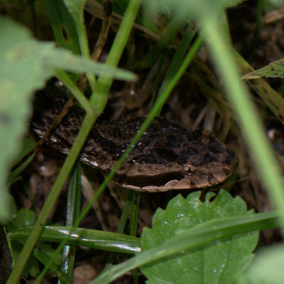 Himalayan Pit-viper