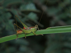 Conocephalus iris