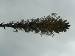 Agave nuusaviorum