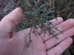 Genista tridentata
