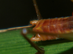 Conocephalus iris