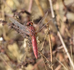 Crocothemis erythraea