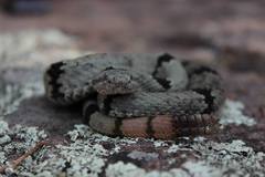 Crotalus lepidus