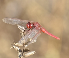 Crocothemis erythraea