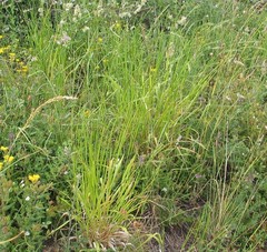 Brachypodium pinnatum