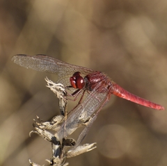 Crocothemis erythraea