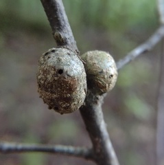 Callirhytis quercusgemmaria