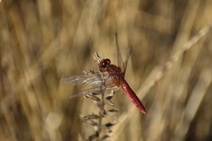 Crocothemis erythraea
