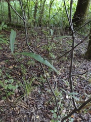 Callirhytis quercusgemmaria