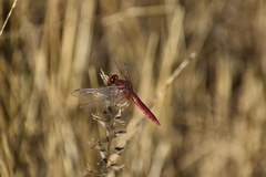Crocothemis erythraea