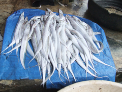 Largehead Hairtail photo 4