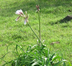 Crinum bulbispermum