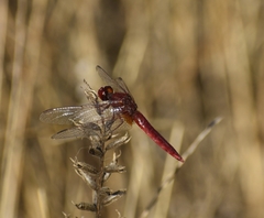 Crocothemis erythraea