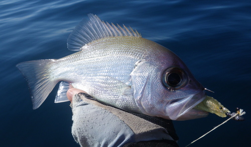 Pearl perch (Glaucosoma scapulare) — Glaucosomatidae — 3