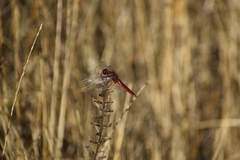Crocothemis erythraea
